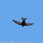 Swift; Vencejo Común