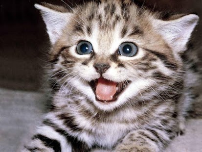 How to install Dear Kittens 1.0.1 apk for bluestacks