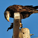 Bald Eagle eating Ruddy Duck