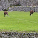Llamas