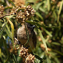 Black-fronted Bulbul