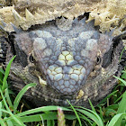 Eastern Bearded Dragon (during ecdysis)