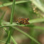 Common Hottentot Skipper