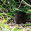 Cotton Rat