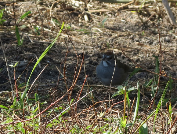 Spotting Image 1