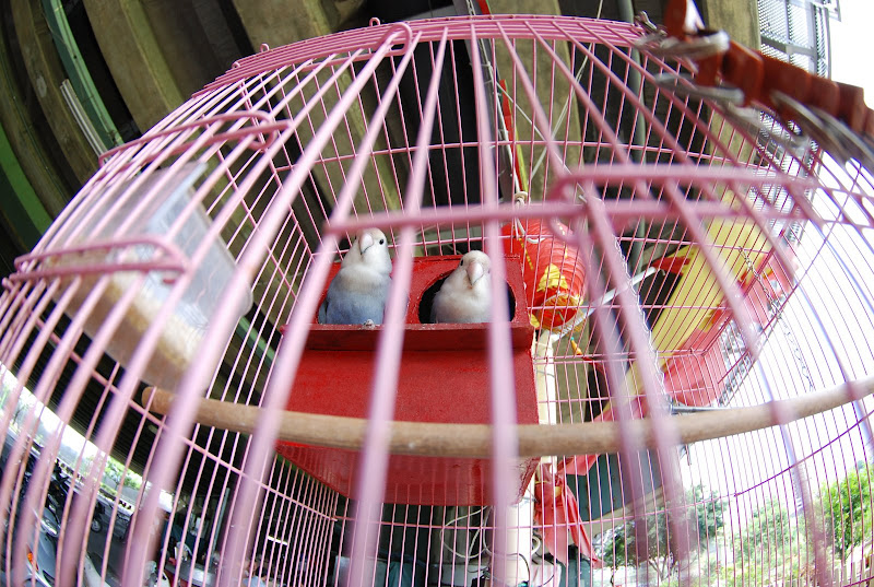 Tokina ATX 10-17mm Fisheye 實拍報告
