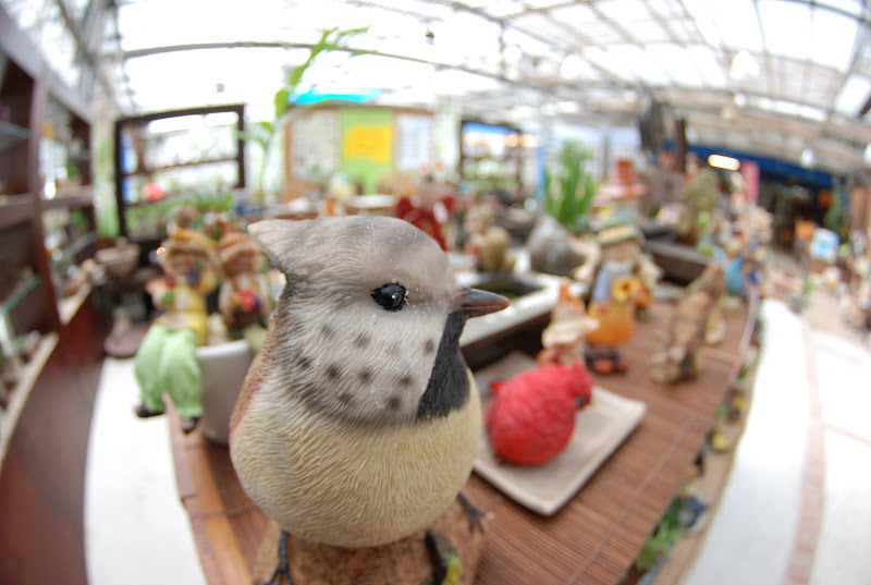 Tokina ATX 10-17mm Fisheye 實拍報告