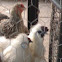 Japanese Chicken