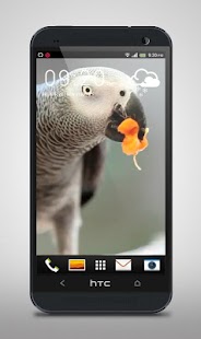 How to mod Parrot like Mandarin LiveWP 1.0 mod apk for laptop