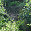 Orbweaver Webs