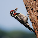 Yellow-bellied Sapsucker