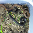 Southern Ringneck Snake