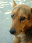 Cara de perro Cara de perro