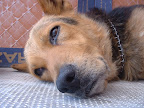 Perro tumbado Primer plano Perro tumbado Primer plano