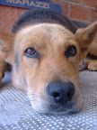 cara primer plano perro