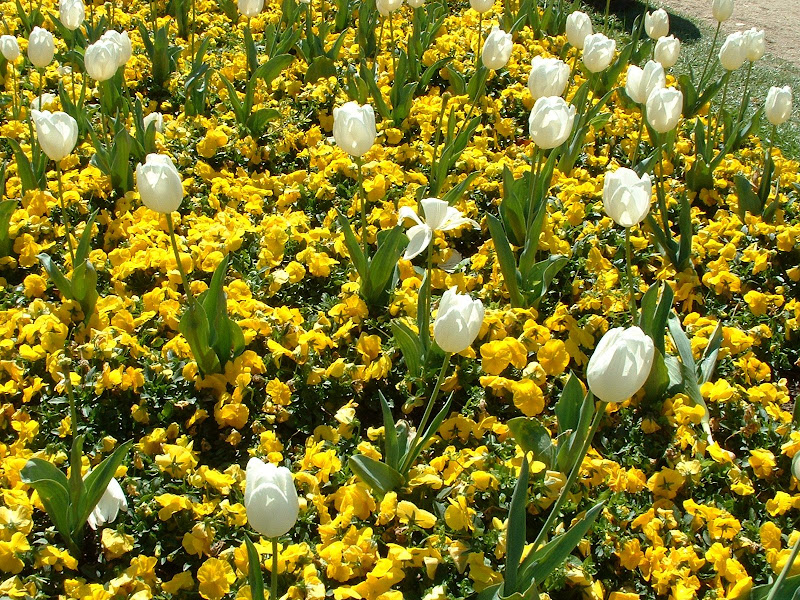 Fotos Gratis  Naturaleza - Flores - Tulipanes blancos y flores amarillas