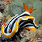 Magnifa Nudibranch