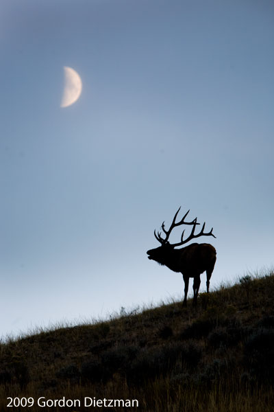 Elk