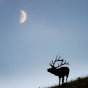 Elk