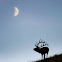 Elk