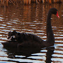 Black Swan