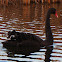 Black Swan