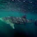 Whale Shark