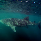 Whale Shark
