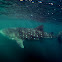 Whale Shark