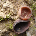 Anemone Cup