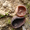 Anemone Cup