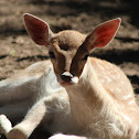 Fallow deer
