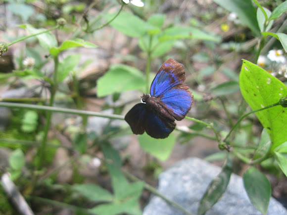Spotting Image 1