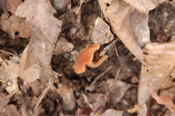 Spotting Image 1