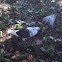 Pigeons