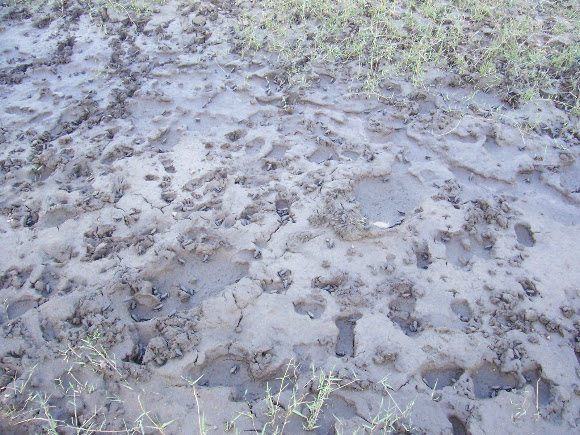 Spotting Image 1