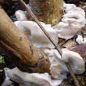 White Rot