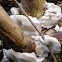 White Rot