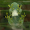 Glass Frog
