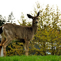 Deer