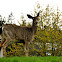 Deer
