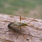 Alfalfa Plant Bug