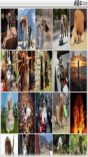 How to install Animal Wallpapers Free lastet apk for android