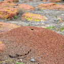 Anthill