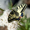 Old World Swallowtail