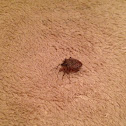 Brown Marmorated Stinkbug