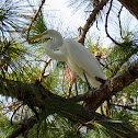 Great Egret