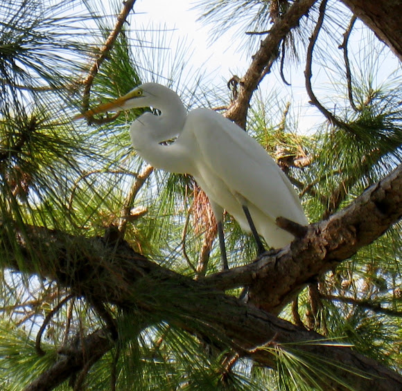 Spotting Image 1