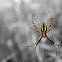 Banded Garden Orbweaver
