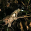 SriLankan Frogmouth